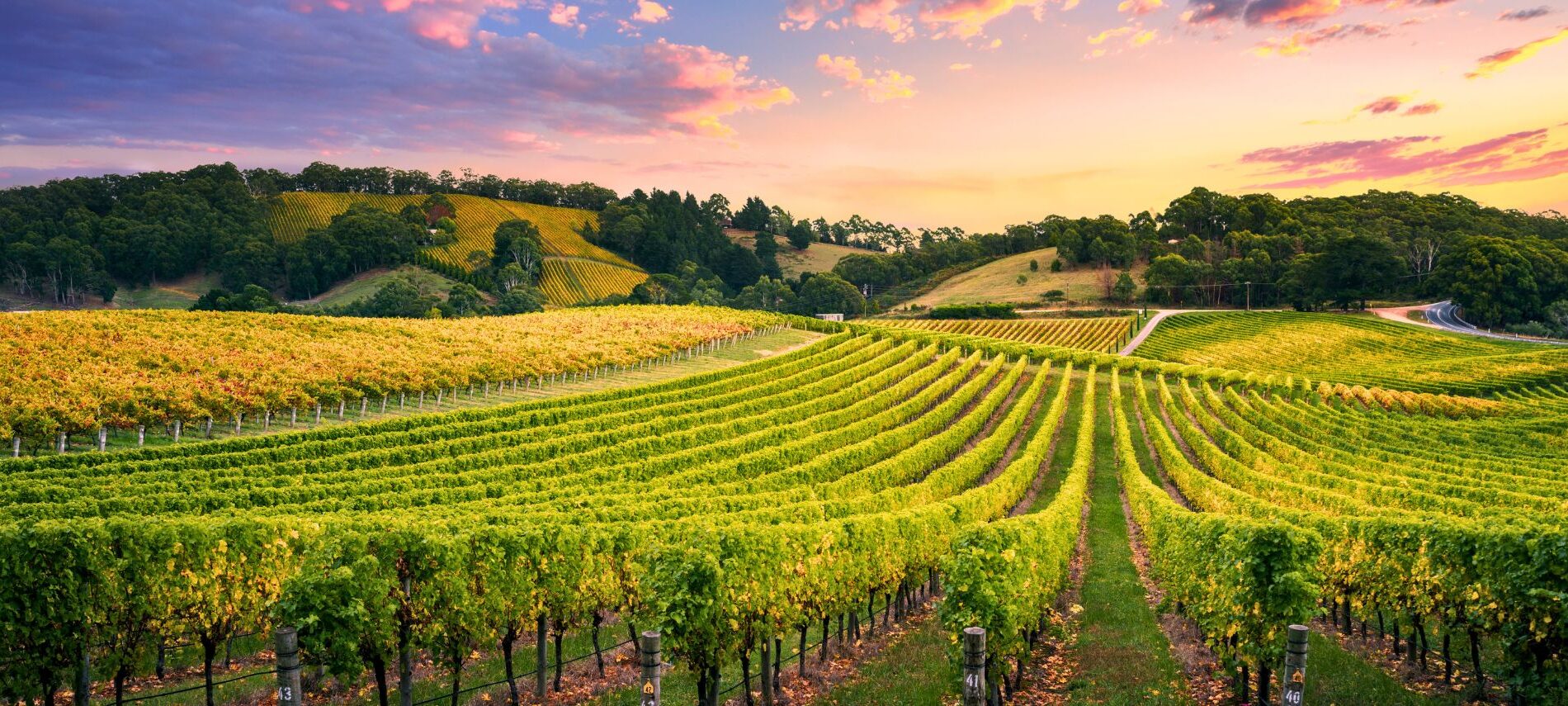 vineyard view of sunset and rolling hills